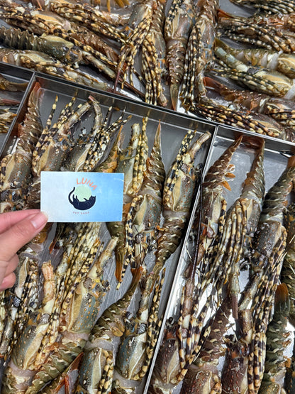 本港生猛小青龍