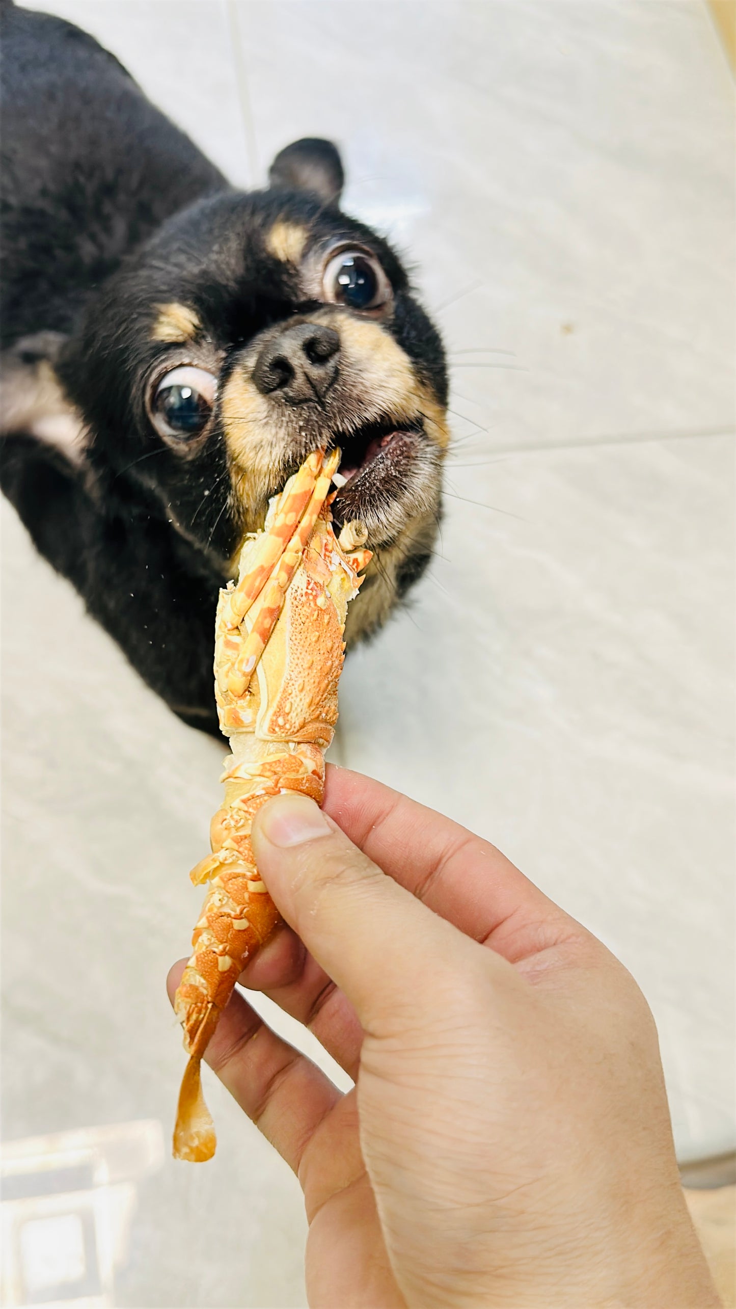 本港生猛小青龍