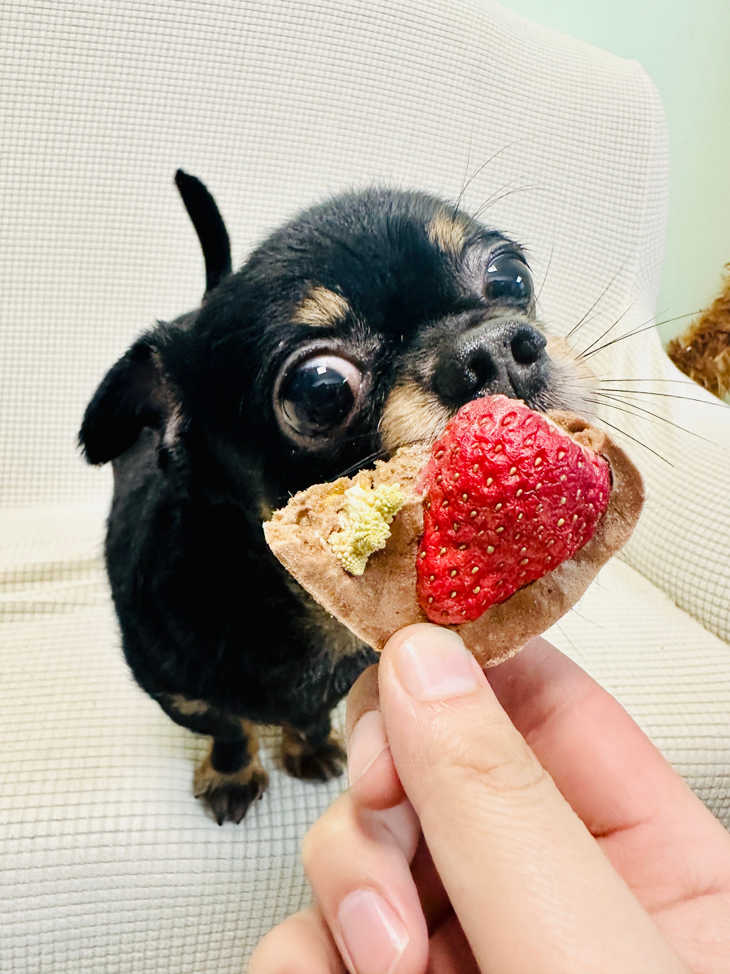 首創•牛氣沖天配方餅