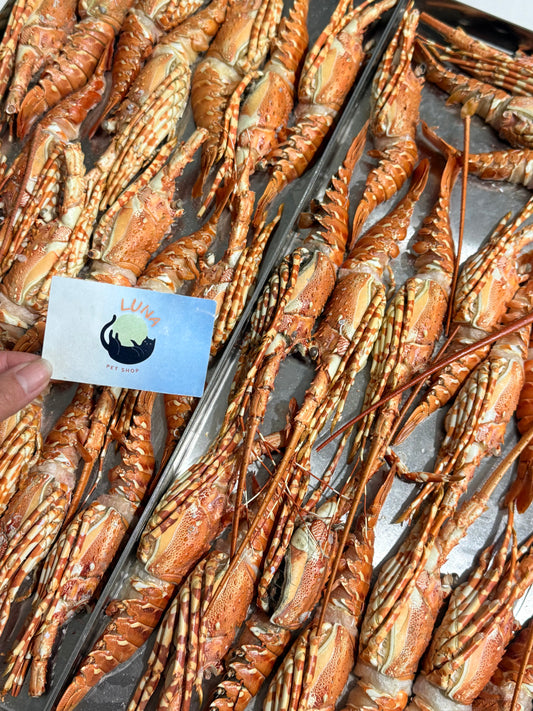 本港生猛小青龍