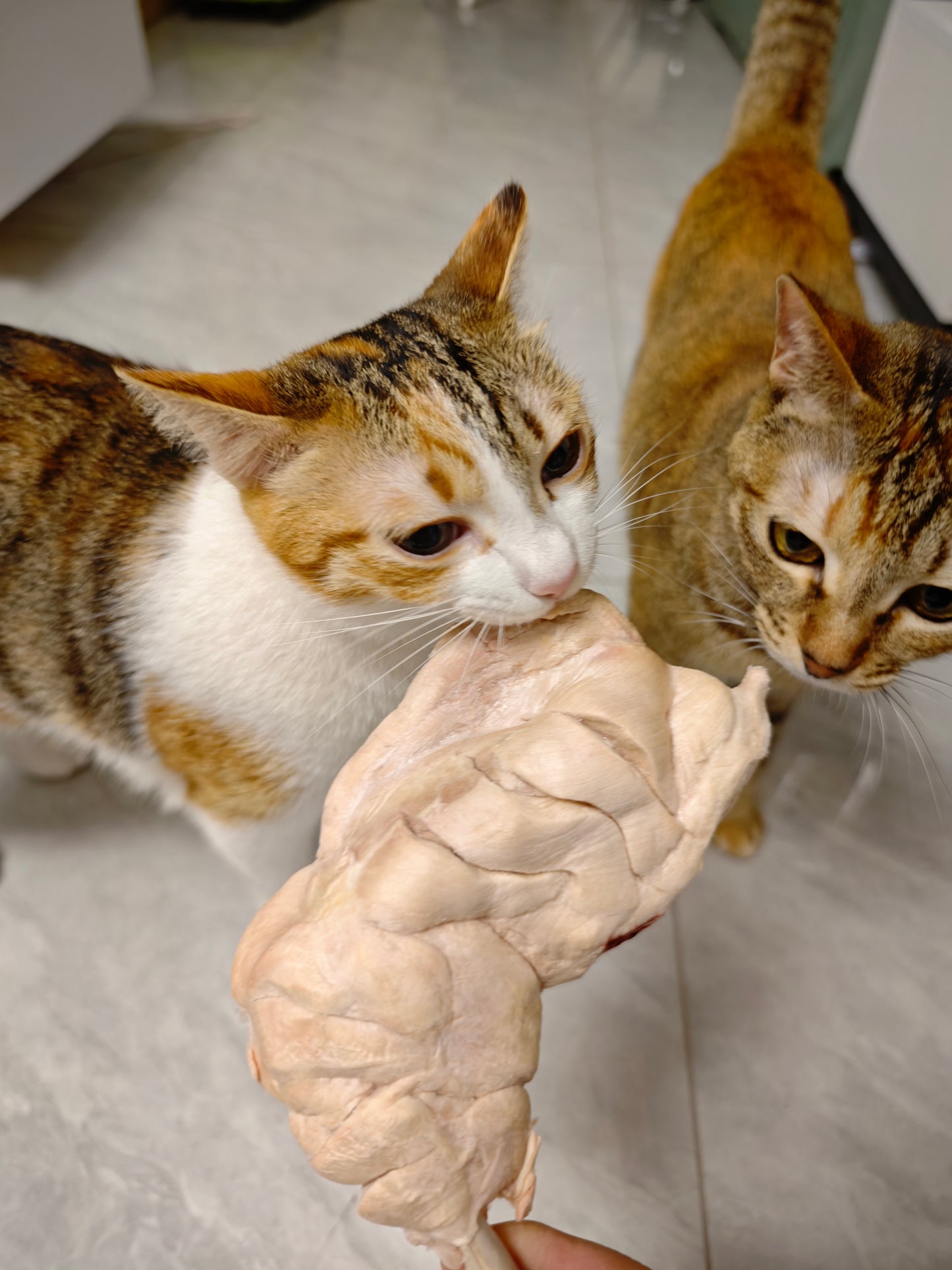 執雞·香港新鮮下莊雞髀